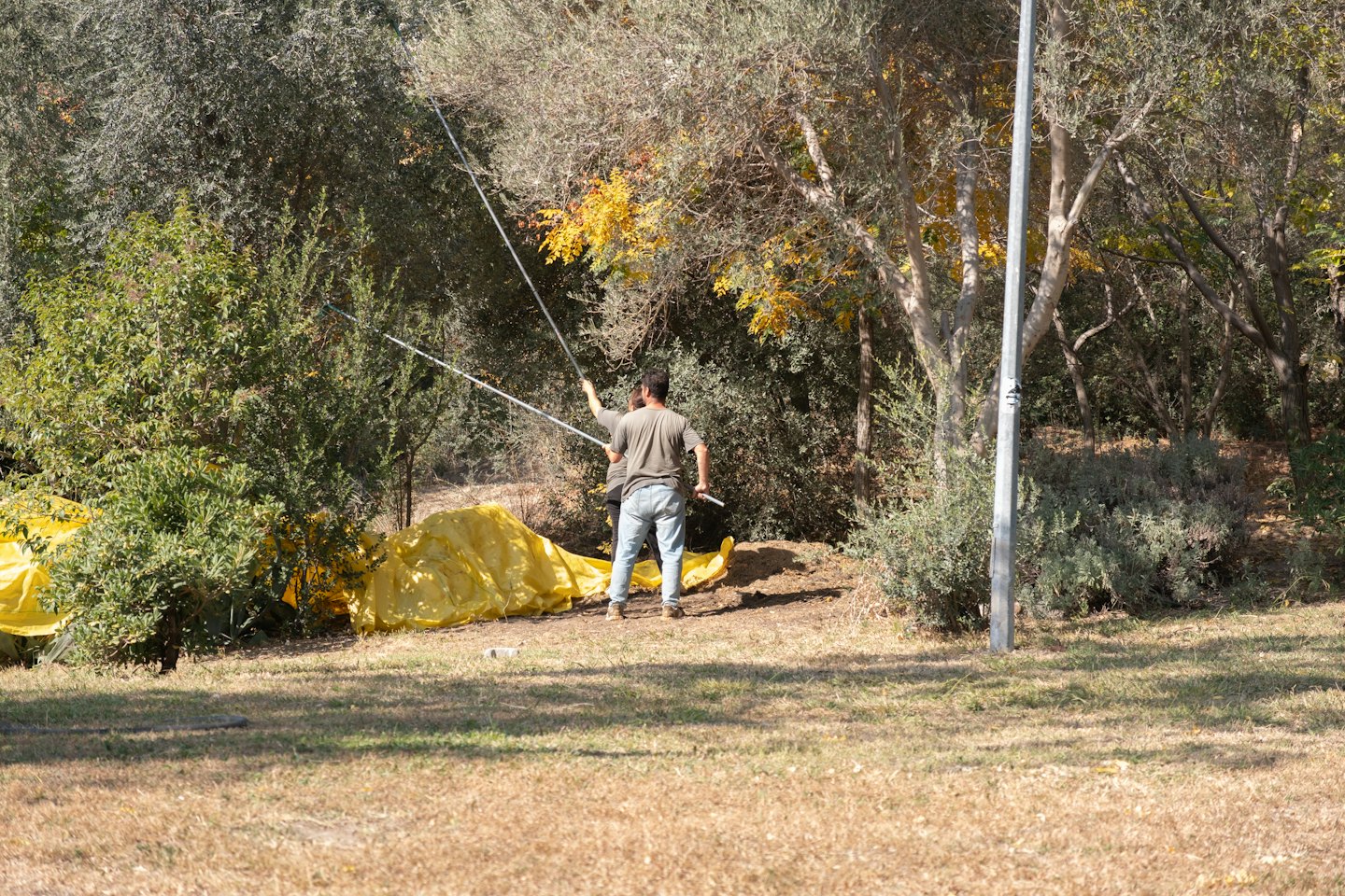 Persone che raccolgono olive da un albero su teli.