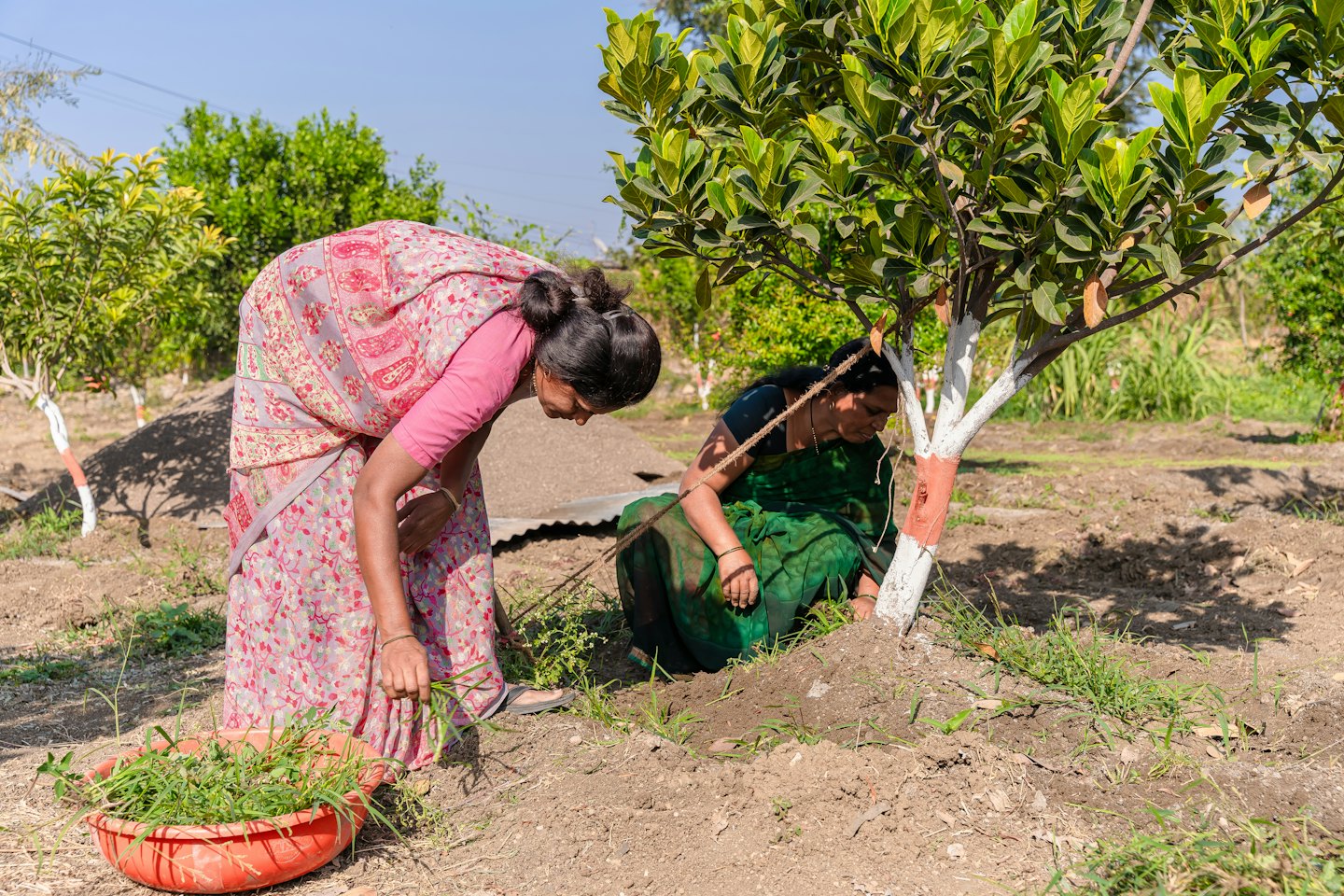 Due donne in sari colorati mentre estirpano giovani alberi in un campo illuminato dal sole.